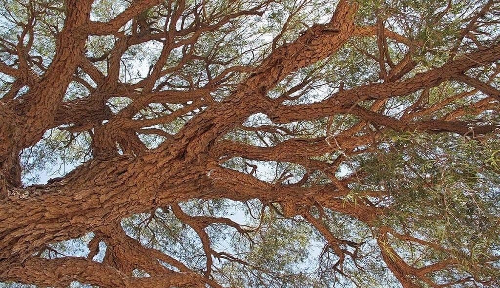 Khejri: Rajasthan’s Sacred Desert Tree Powering Sustainable Nutrition & Rural Livelihoods